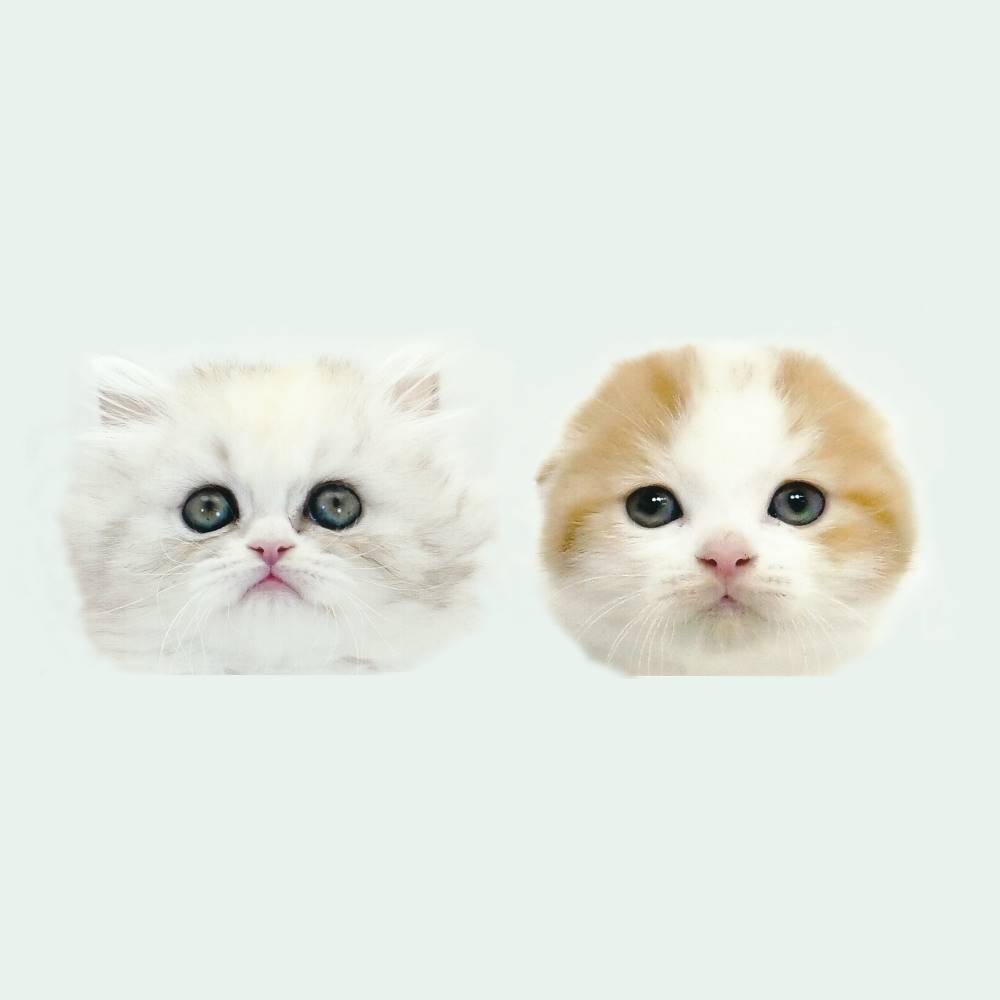 マリア リボン 猫の日 に 猫ちゃんのラブソング Mv公開 特番配信 ガジェット通信 Getnews